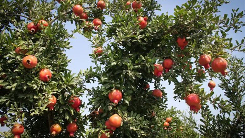 גם עץ אחד מספיק. אילוסטרציה