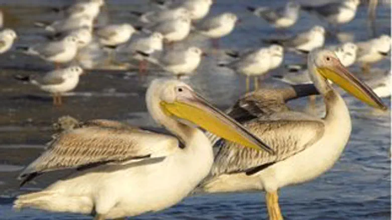 שקנאים במעגן מיכאל