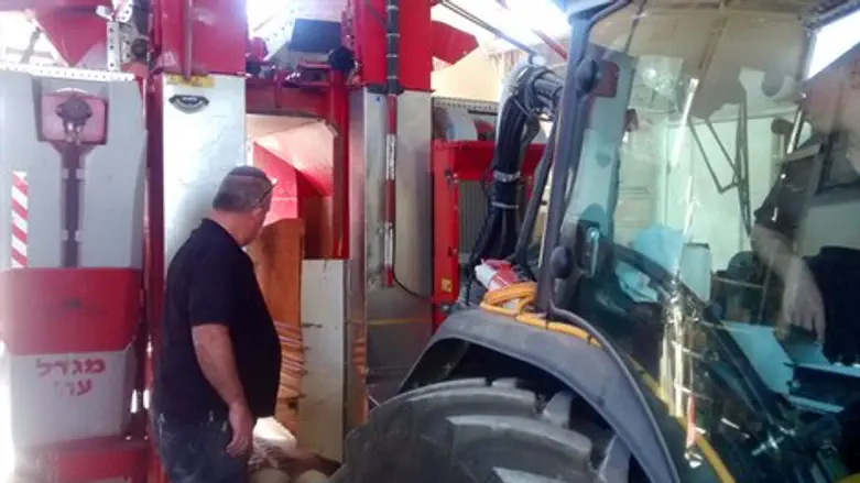 בוצרת עם התקן שמיטה בקיבוץ מגדל עוז