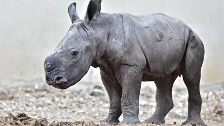 הקרנפית הצעירה
