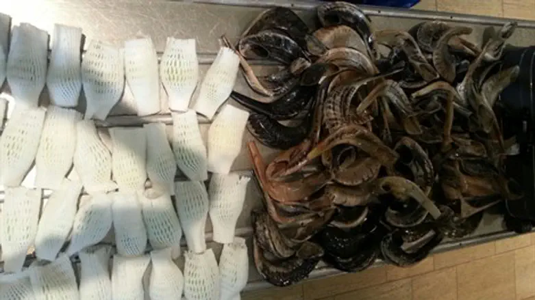 האתרוגים והשופרות המוברחים