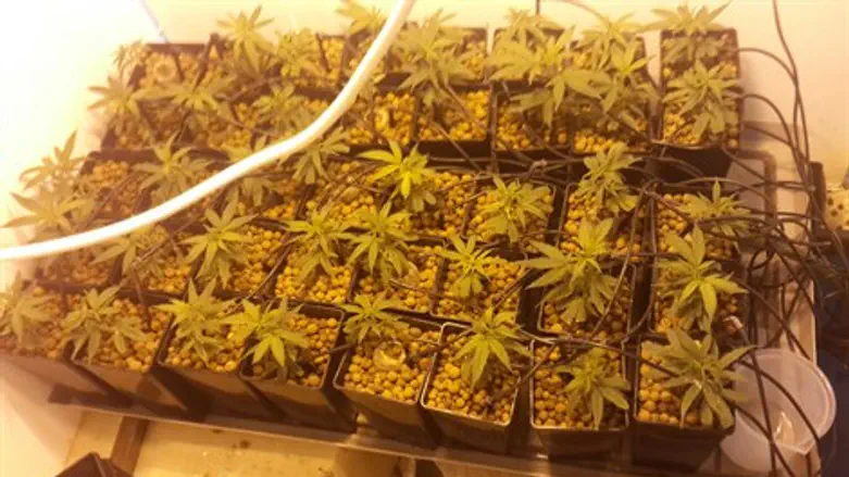 שתילי המריחואנה בביתר עילית