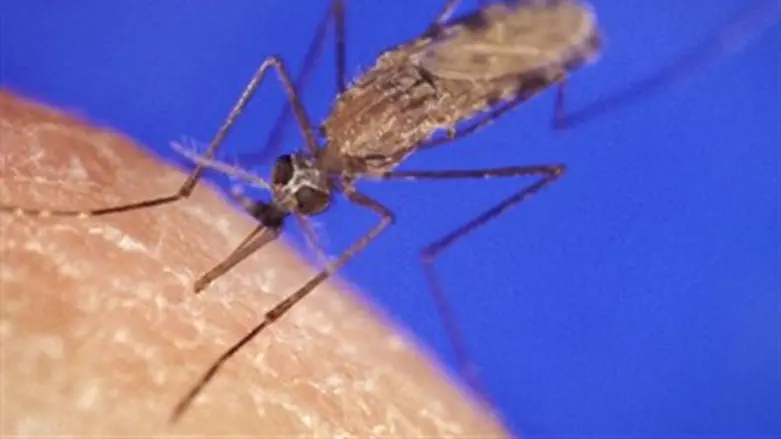 Mosquito