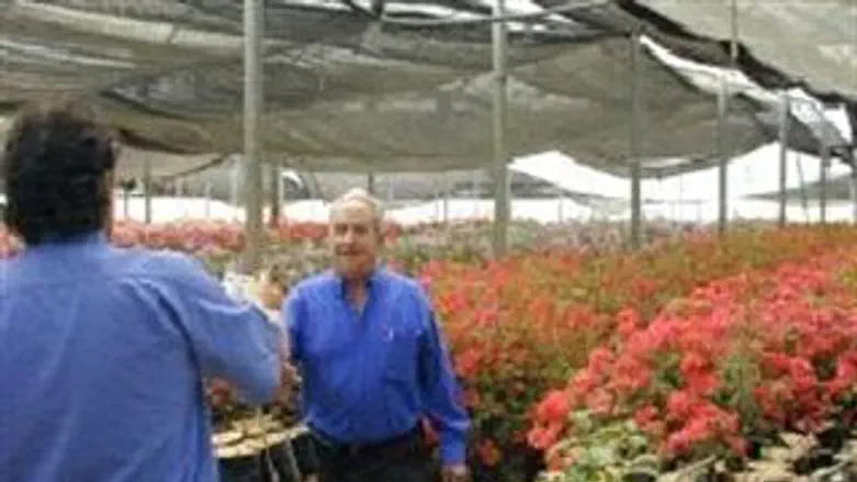 חממות גוש קטיף בפריחתם