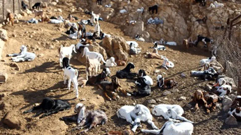 ניסו להכניס עז