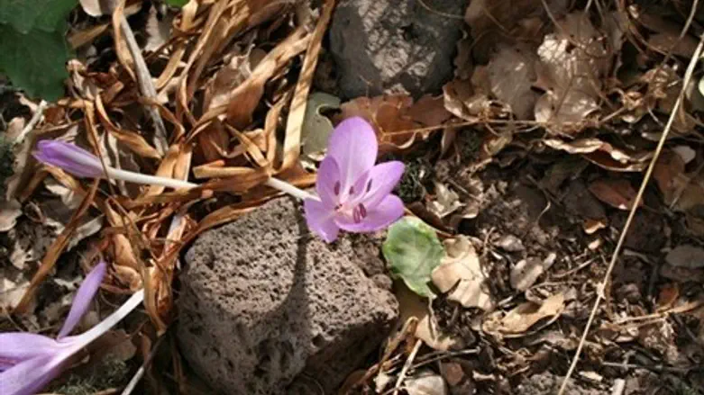 סתוונית התשבץ