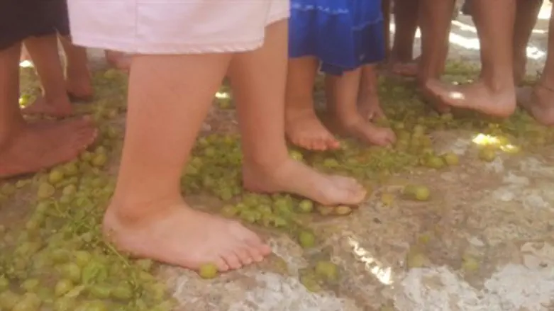 דורכים ענבים בסוסיא