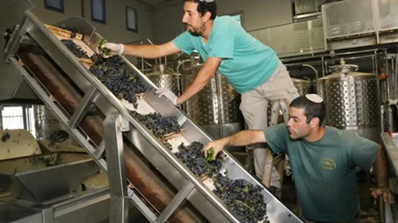 Wine-making in Judea and Samaria