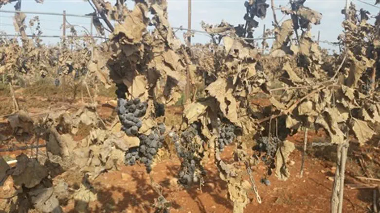 מאות גפנים נכרתו