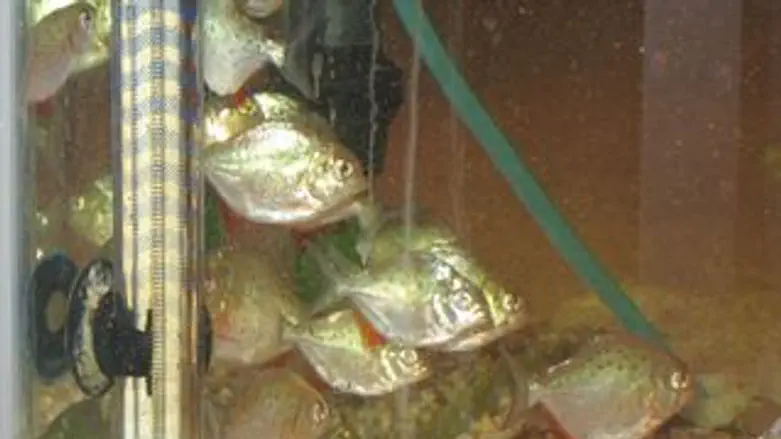 אחד מתאי הגידול שנחשפו