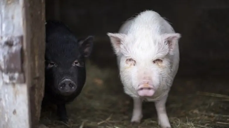 Baby pigs