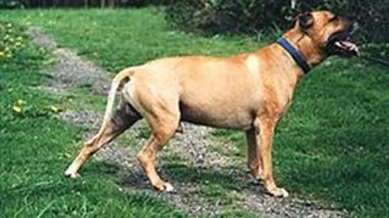 אילוסטרציה