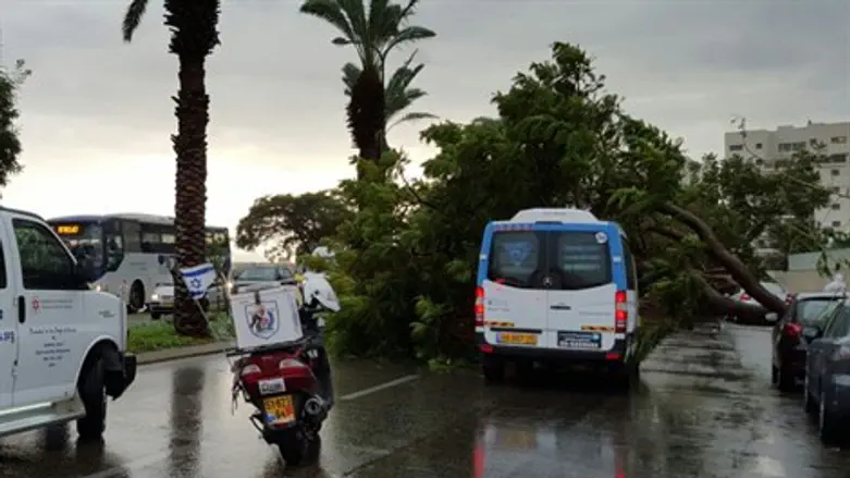 קריסת עץ בנתניה