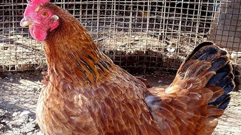 Chicken