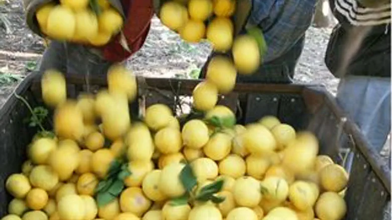 בית מרקחת צהוב. אשכוליות