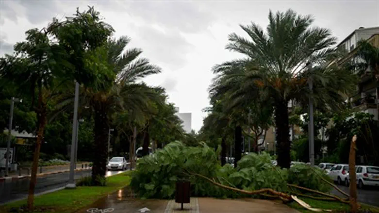 Winter storm felled trees and electric lines