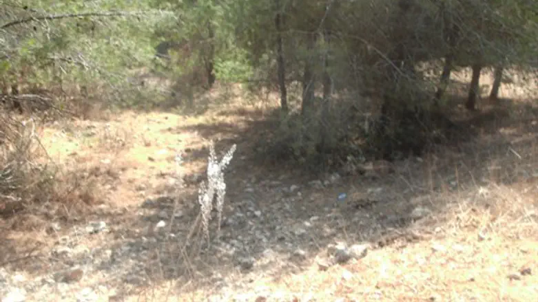 פריחת החצבים