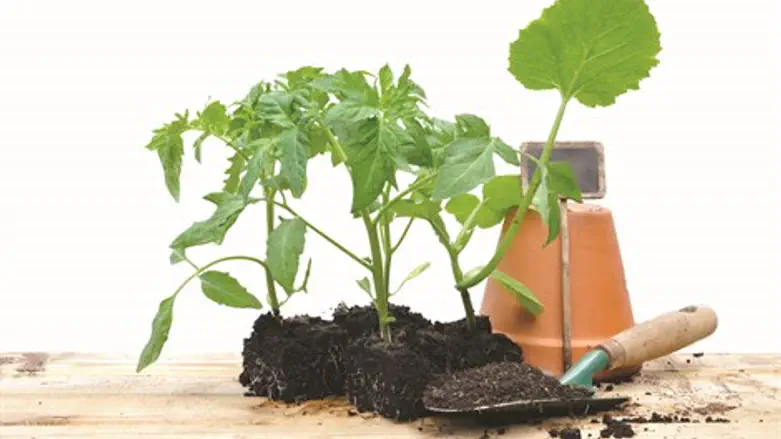 בין צמחייה שופעת למרווח נשימה