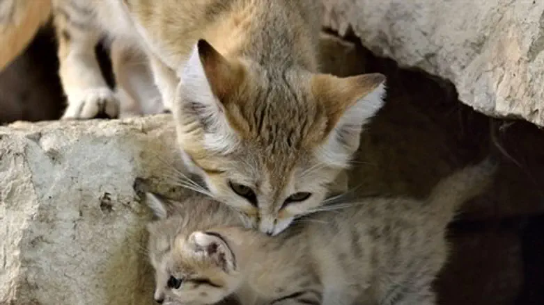 Sand cats at Ramat Gan Safari