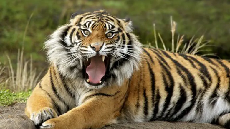 Tiger (illustration)