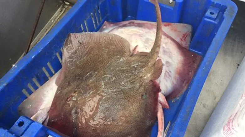 תפיסת חתולי הים