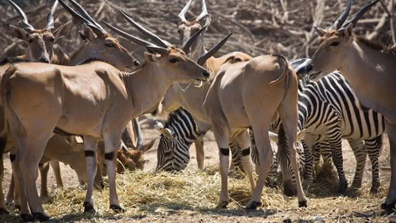 Antelopes and zebras at Ramat Gan Safari