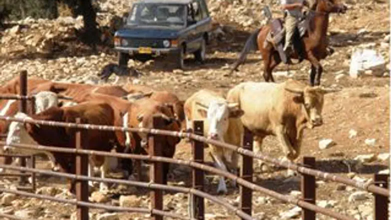 הפרים שנמצאו