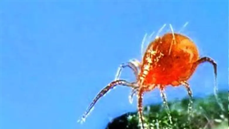 אקרית טורפת