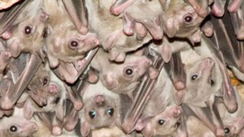 צדים גם ביום?