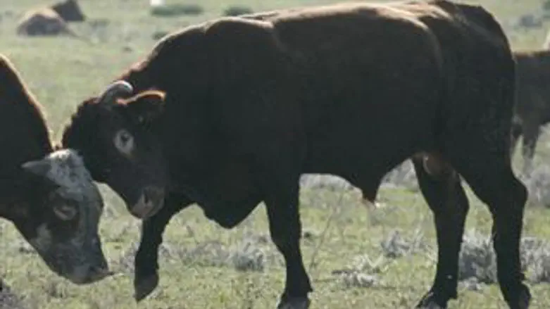 פר. אילוסטרציה