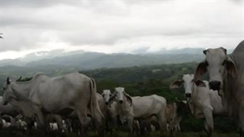 המאגר יגלה למי הן שייכות. פרות במרעה