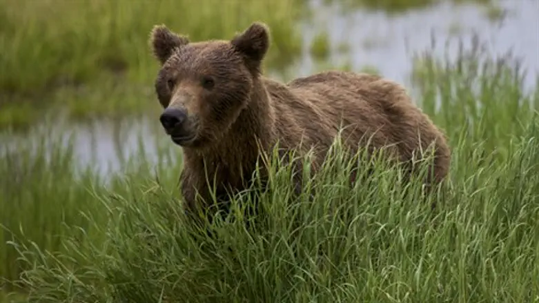 תאונה עם דוב. אילוסטרציה