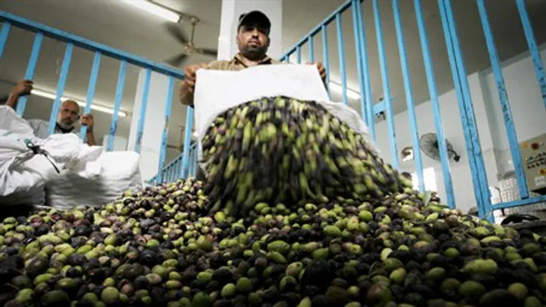 Olive oil production (illustration)