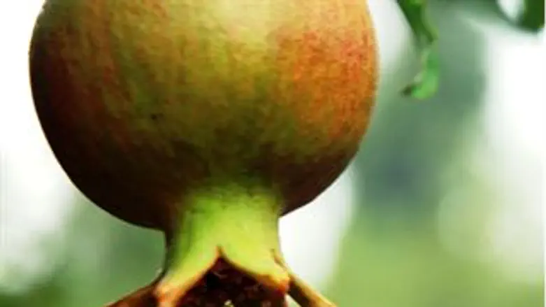 רווחי. רימון