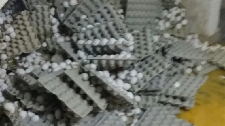 Egg smuggling factory (file)