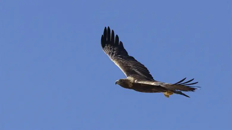 בסכנת הכחדה. עיט זהוב (גולדן)
