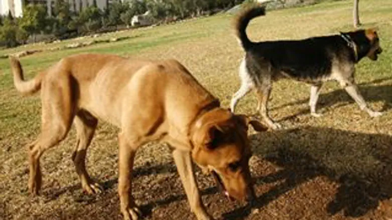 חיסון לכלבת.