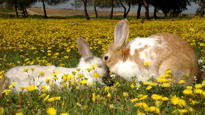 Rabbits (illustration)