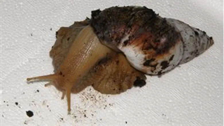 חילזון אפריקאי