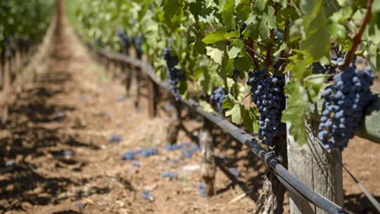 A vineyard (illustrative)
