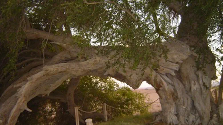 השיזף העתיק