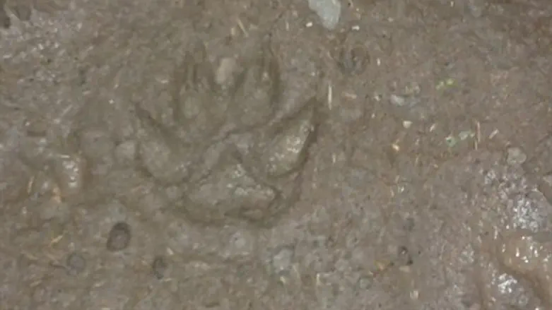 Wolf Print found outside of Katzrin