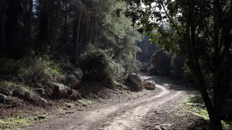 Forest in Israel (illustrative)