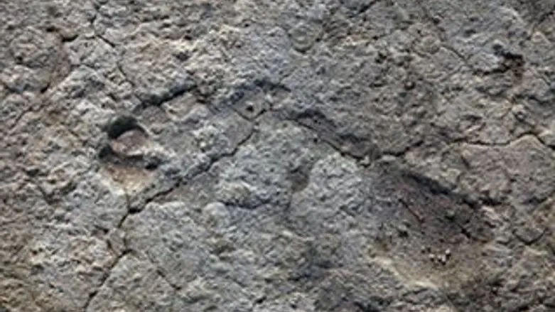 עקבות הרגליים שנחשפו