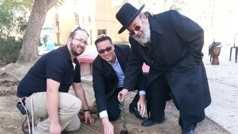 נטיעות בערד