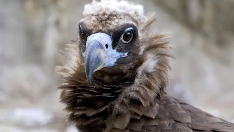 Vulture (illustration)