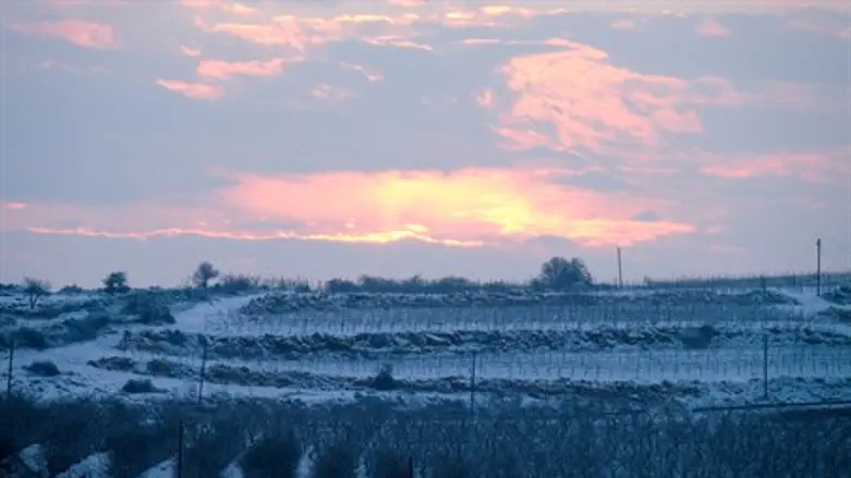 Gush Etzion orchard covered in snow
