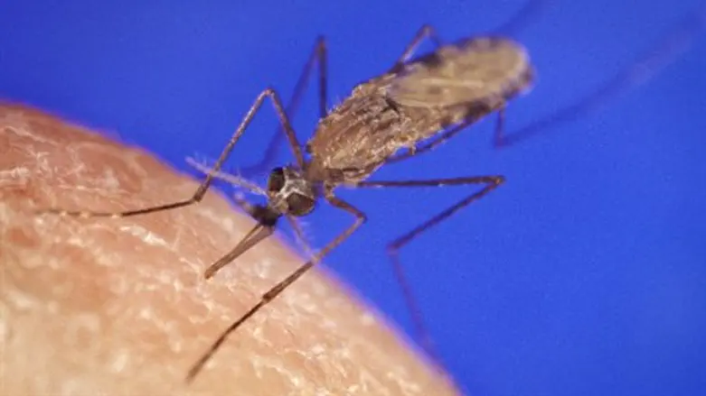 Mosquito (illustration)
