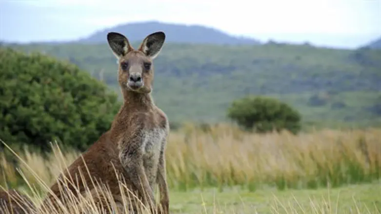 Kangaroo
