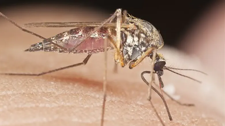 Mosquito